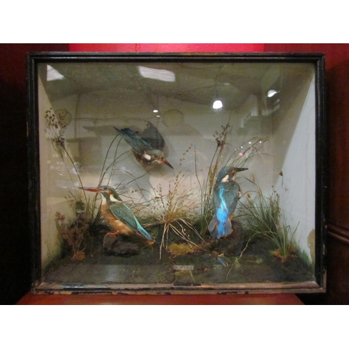 4132 - A Victorian cased taxidermy of three kingfishers in a naturalistic setting, 36cm x 45cm x 19cm