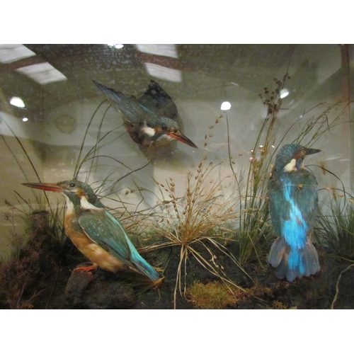 4132 - A Victorian cased taxidermy of three kingfishers in a naturalistic setting, 36cm x 45cm x 19cm