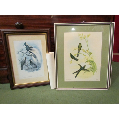 4135 - A set of three J. Gould bird prints, together with another, each framed and glazed, and two unframed... 