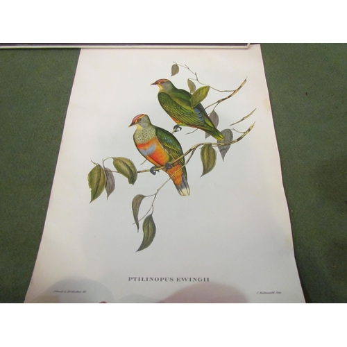 4135 - A set of three J. Gould bird prints, together with another, each framed and glazed, and two unframed... 