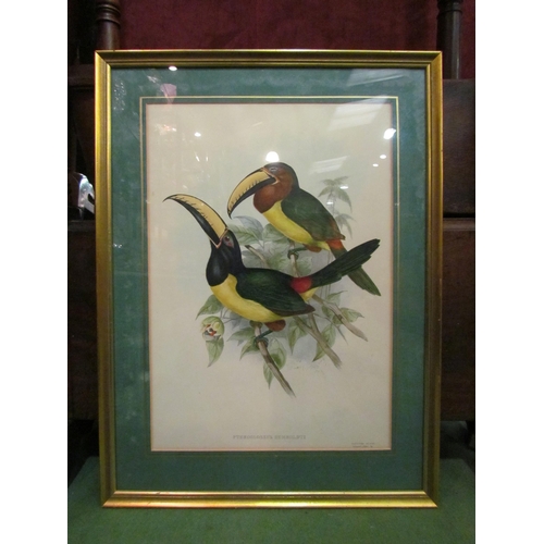 4188 - A large J. Gould print of two birds in branches, 