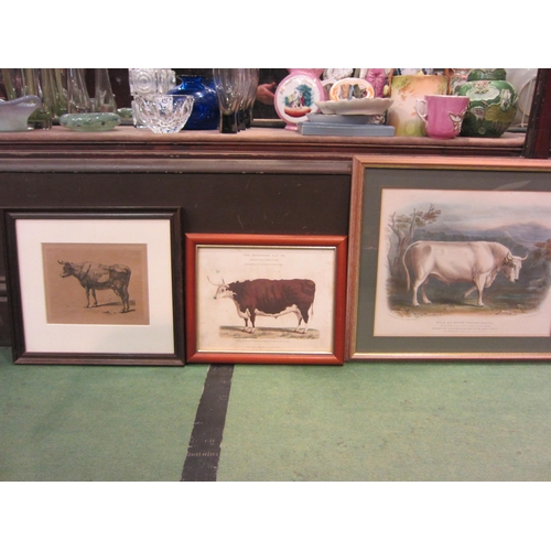 4283 - Three framed and glazed pictures of vintage cattle including Professor Low illustration 