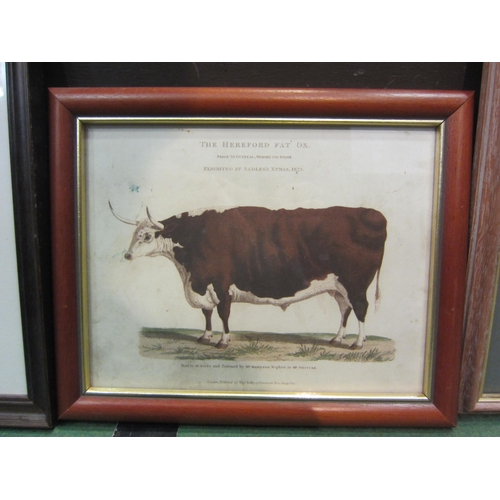 4283 - Three framed and glazed pictures of vintage cattle including Professor Low illustration 