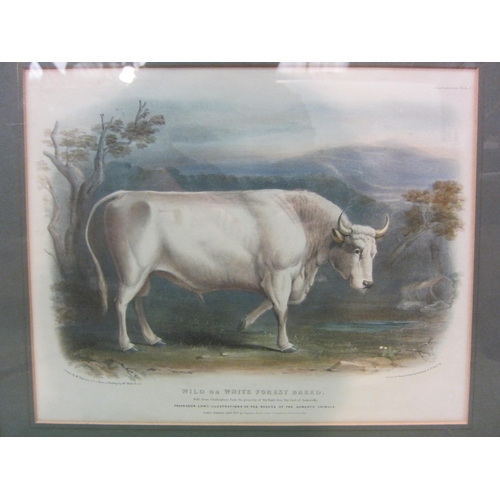 4283 - Three framed and glazed pictures of vintage cattle including Professor Low illustration 