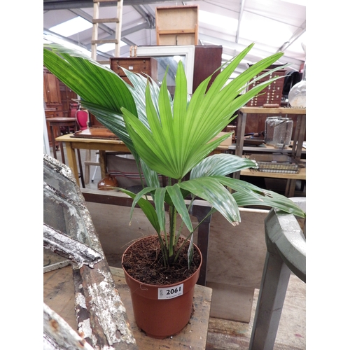 2061 - Two Livingstone Palm         (R)