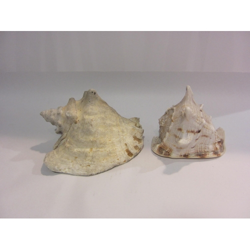 4393 - Two large conch shells