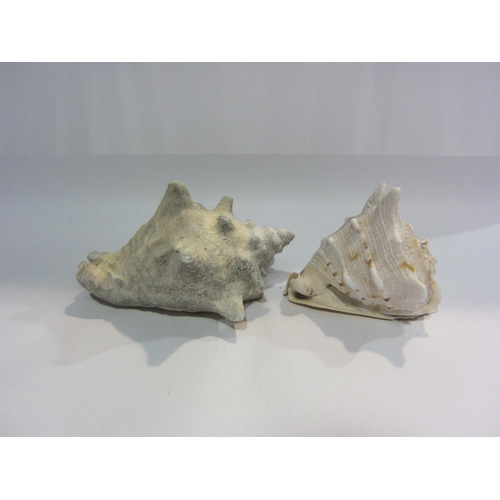 4393 - Two large conch shells