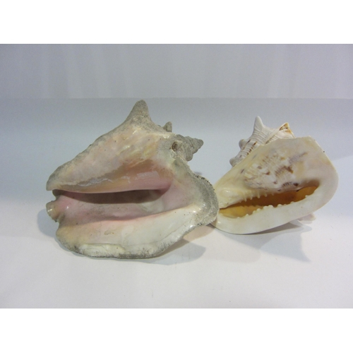 4393 - Two large conch shells