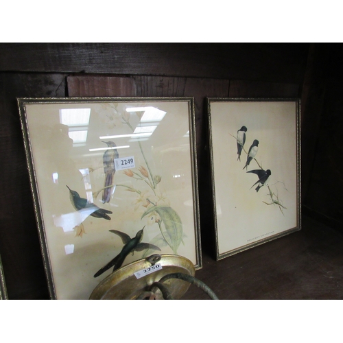 2249 - Three humming bird prints J Gadd