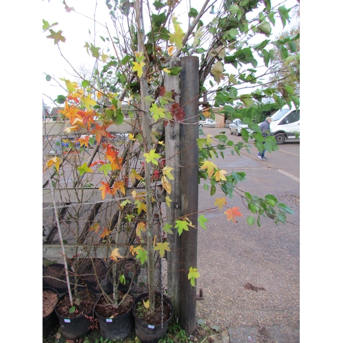 3016 - A Liquidambar Tree