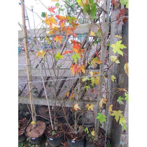 3017 - A Liquidambar Tree