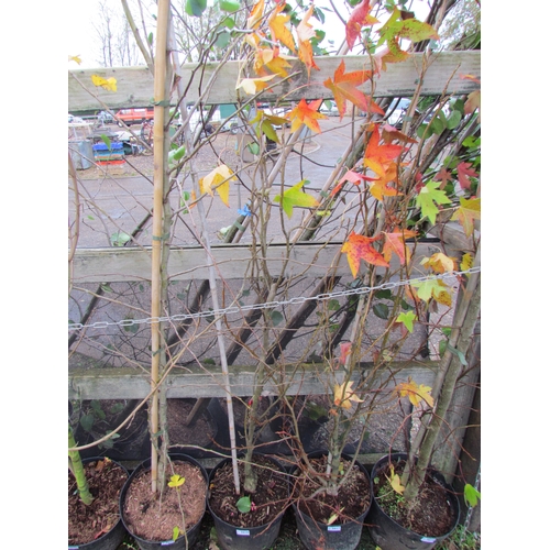 3018 - A Liquidambar Tree