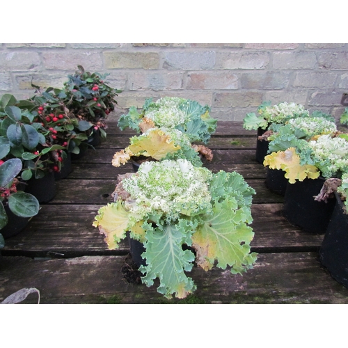 3031 - 4 ornamental Kale