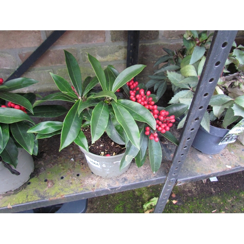 3066 - A Skimmia 