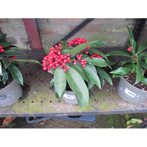 3067 - A Skimmia 