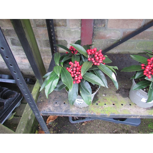 3068 - A Skimmia 