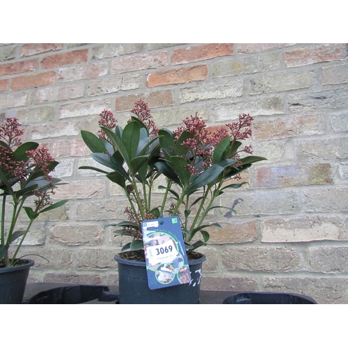 3069 - A Skimmia 