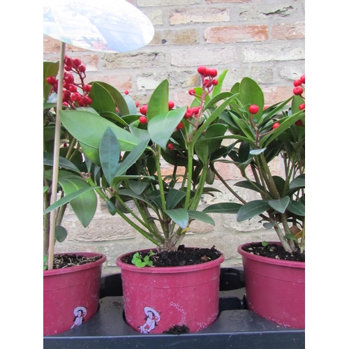 3073 - A Skimmia 