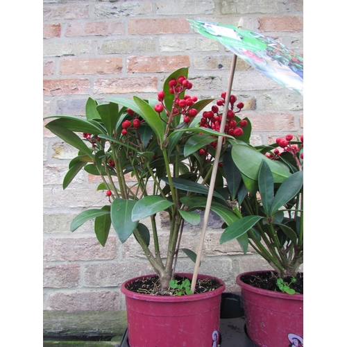 3074 - A Skimmia 