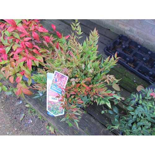 3084 - A Nandina 