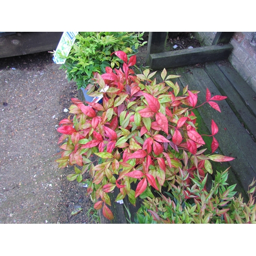 3085 - A Nandina 