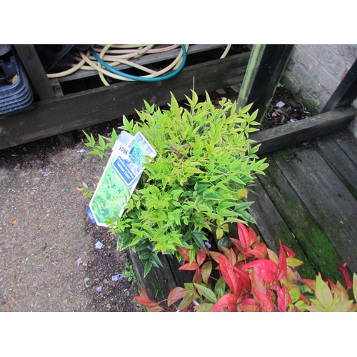 3086 - A Nandina 