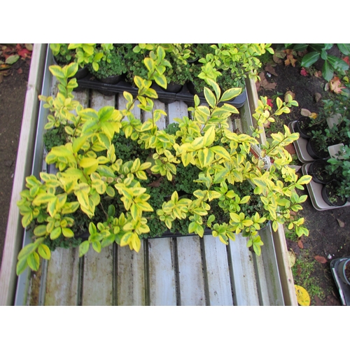 3130 - 18 Variegated Privet