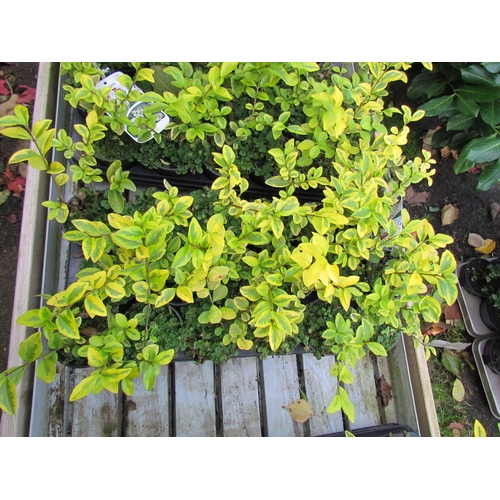 3131 - 18 Variegated Privet