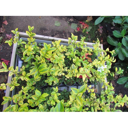 3133 - 18 Variegated Privet