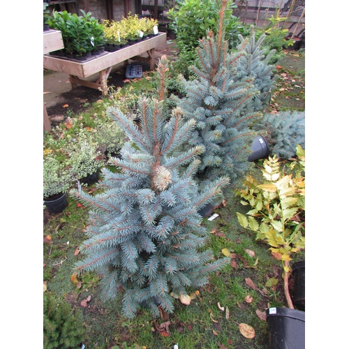 3166 - A Picea 