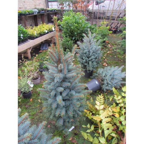 3167 - A Picea 