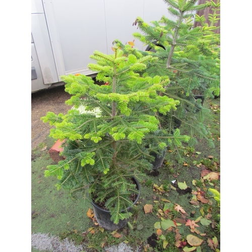 3175 - A 5ft Nordmann Fir