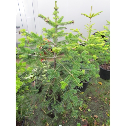 3176 - A 5ft Nordmann Fir