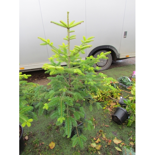 3178 - A 5ft Nordmann Fir