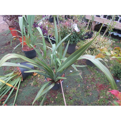 3185 - A large Phormium