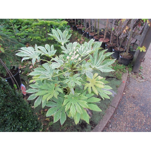 3201 - A Fatsia 