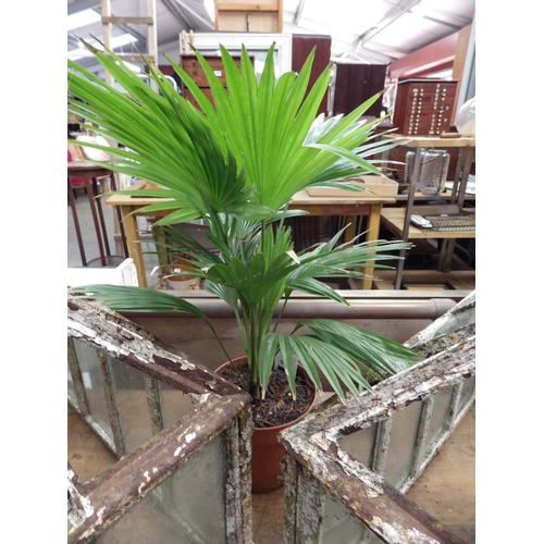2057 - Two Livingstone Palms