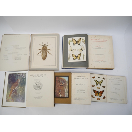 6326 - Thomas W. Cowan: 'The Queen bee (Apis Mellifera) : a popular illustrated record of British bee life'... 