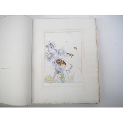 6036 - Maurice Maeterlinck; E.J. Detmold (illustrated): 'The Life of the Bee', London, 1911, illustrated ed... 