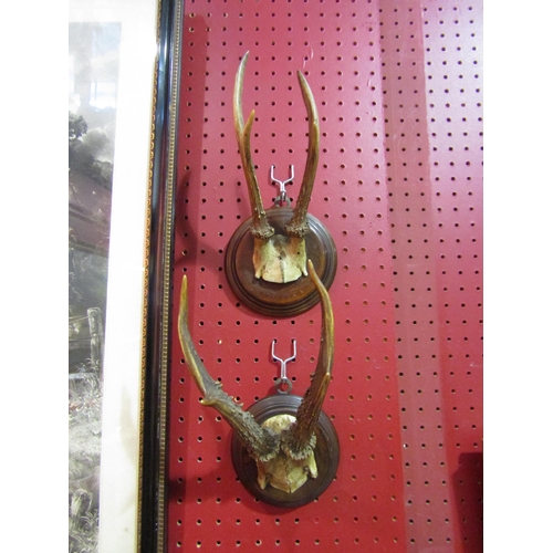 4054 - Two sets of mounted deer antlers