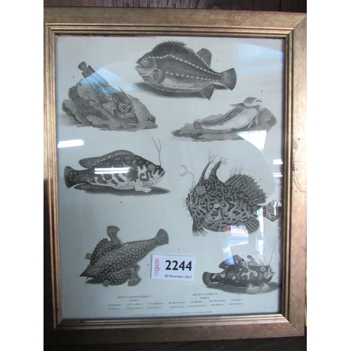 2244 - A gilt framed Georgian black and white print of Angler and sucker Fish  (R)