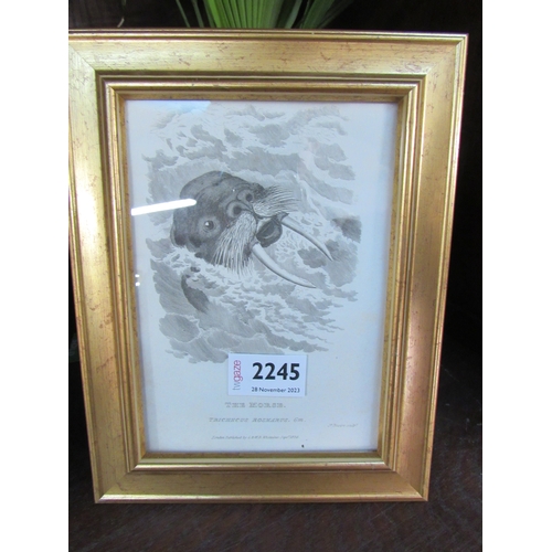 2245 - A pair of gilt framed 19th Century black and white prints of Seals