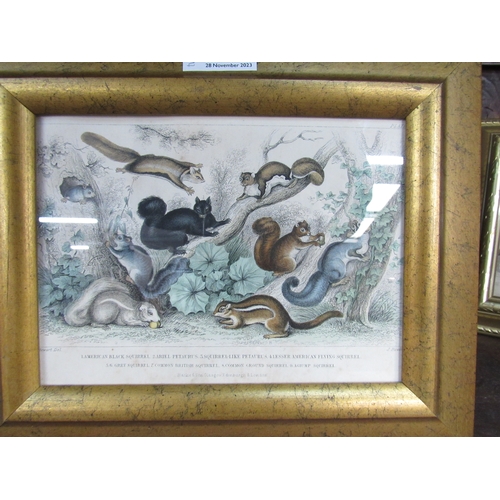 2247 - A gilt framed 19th Century hand coloured print of Squirrels