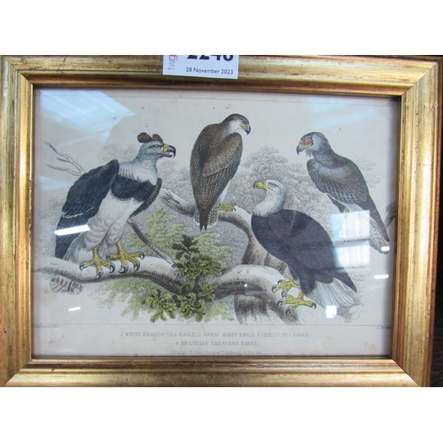 2248 - A pair of gilt framed 19th Century prints of Eagles   (R)