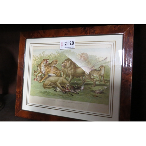 2120 - A pair of 19th Century hand colour prints of wild cats and dogs in burr walnut frames    (R)