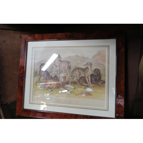 2120 - A pair of 19th Century hand colour prints of wild cats and dogs in burr walnut frames    (R)