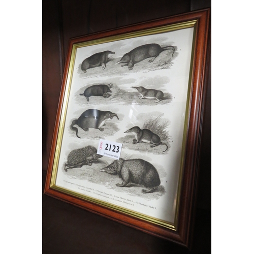 2123 - A Georgian black and white print of various moles   (R) £10