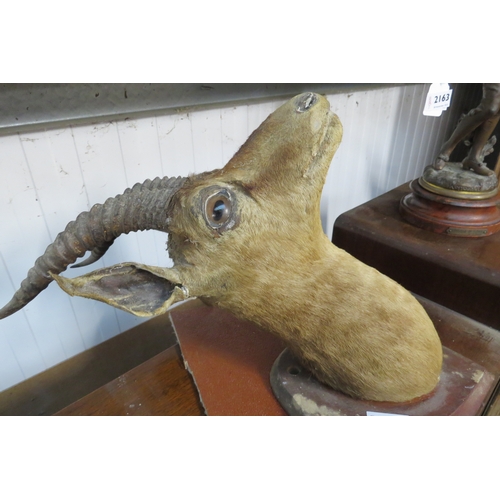 2162 - A 1920's Antelope head