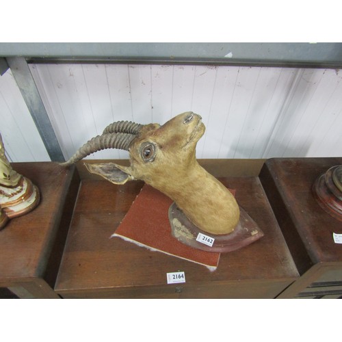 2162 - A 1920's Antelope head