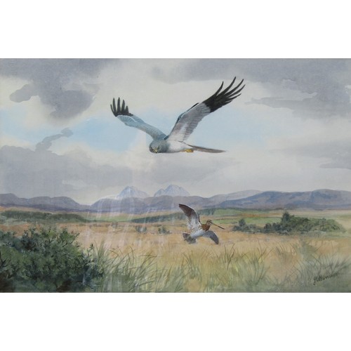 7470 - JOHN CYRIL HARRISON (1898-1985) (ARR) A framed and glazed watercolour of Hen Harrier flushing a Snip... 